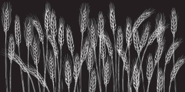 Buğday kulakları. Çiftlik arazisi. Arpa gevreği hasadı, çivi, tahıl, mısır, tarım, organik tarım, sağlıklı gıda sembolü. Fırın tasarım elemanı. El çizimi gerçekçi vektör çizimi