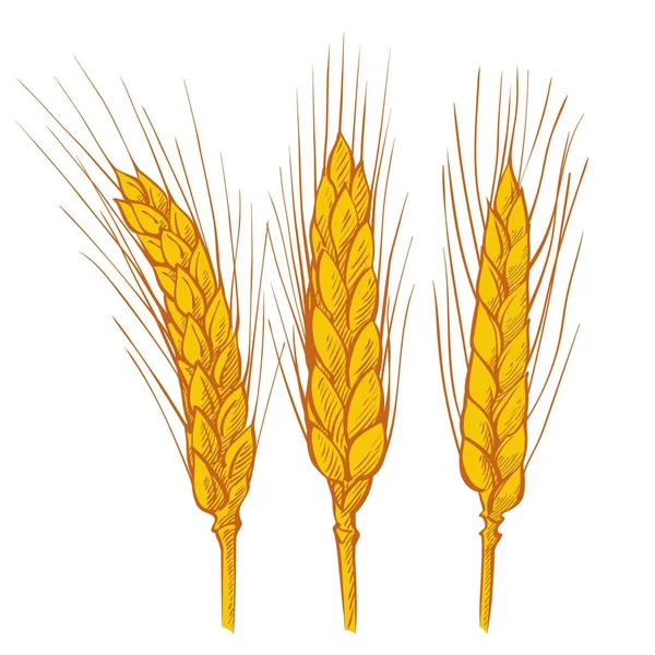 Oreilles Blé Champ Agricole Récolte Céréales Orge Épi Grain Maïs — Image vectorielle
