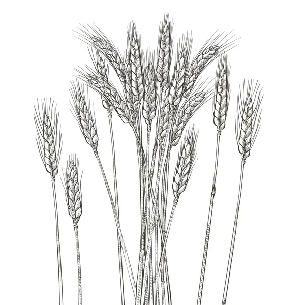 Вуха Пшениці Фермерське Поле Збір Врожаю Ячменю Шипа Зерна Кукурудзи — стоковий вектор