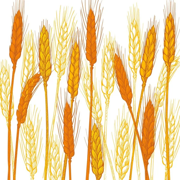 Ears Wheat Farm Field Barley Cereals Harvest Spike Grain Corn — Stock Vector