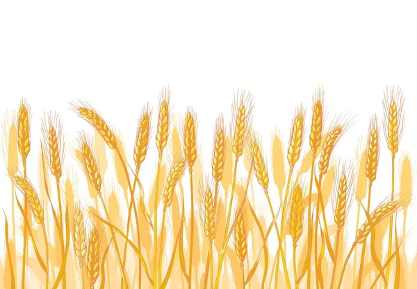 Αυτιά Σιταριού Αγροτεμάχιο Συγκομιδή Δημητριακών Ακίδα Σιτάρι Καλαμπόκι Γεωργία Βιολογική — Διανυσματικό Αρχείο