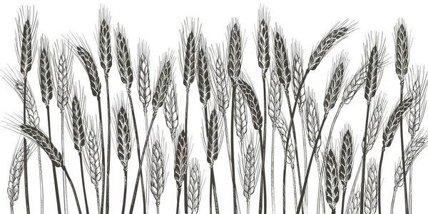 麦片的耳朵 大麦谷类收获 有机耕作 健康食品的象征 面包店的设计元素 手绘现实矢量图解 — 图库矢量图片