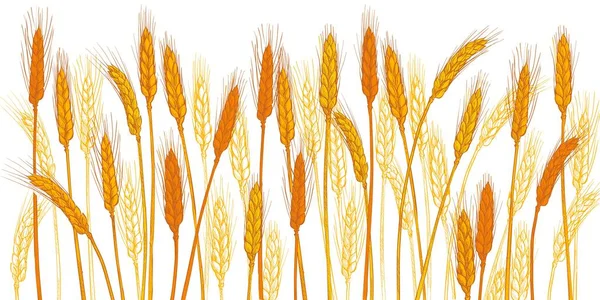 Orecchie Grano Campi Agricoli Raccolta Cereali Orzo Spiga Grano Mais — Vettoriale Stock