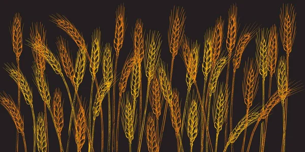 Αυτιά Σιταριού Αγροτεμάχιο Συγκομιδή Δημητριακών Ακίδα Σιτάρι Καλαμπόκι Γεωργία Βιολογική — Διανυσματικό Αρχείο