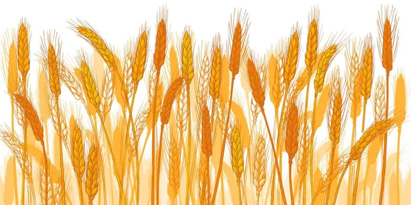 小麦の耳 農場だ 大麦のシリアル収穫 スパイク トウモロコシ 有機農業 健康食品のシンボル パン屋のデザイン要素 手描きリアルなベクトルイラスト — ストックベクタ