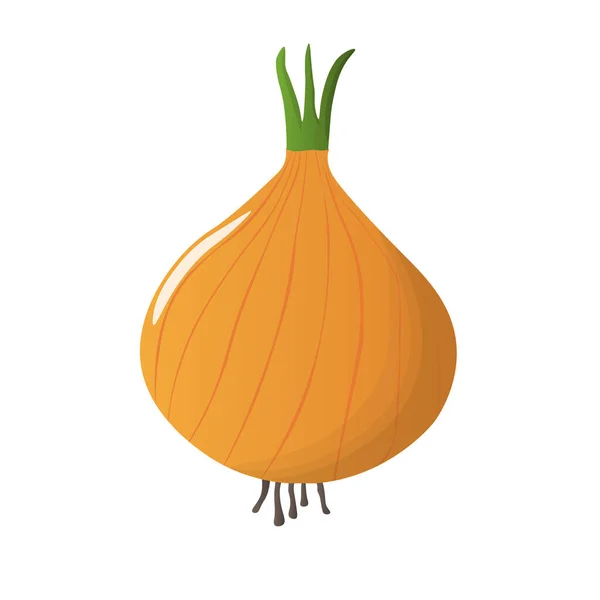 Onion Bulb Vector Illustration Yellow White Vegetable Isolated — Vector de stock