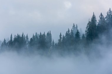 Sisli Çam Ormanı. Bulutlu ve sisli orman ağaçları.  