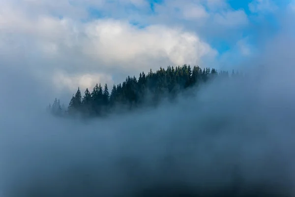 Foggy Pine Forest Forest Trees Clouds Mist — Stock Photo, Image