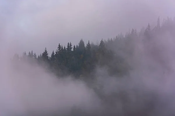 Foggy Pine Forest Lesní Stromy Mraky Mlhou — Stock fotografie