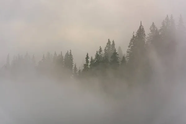 Floresta Pinheiro Foggy Floresta Árvores Com Nuvens Névoa Imagens Royalty-Free