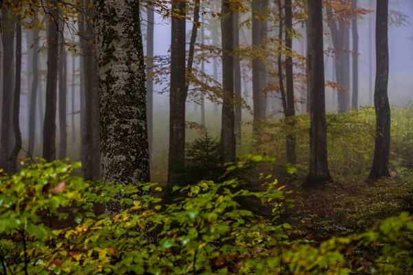 Bosque Hadas Niebla Caída Bosques Bosque Otoño Encantado Niebla Por —  Fotos de Stock