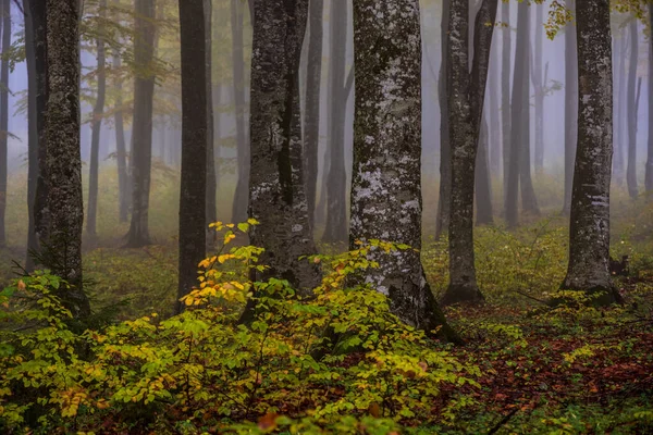 Bosque Hadas Niebla Caída Bosques Bosque Otoño Encantado Niebla Por —  Fotos de Stock