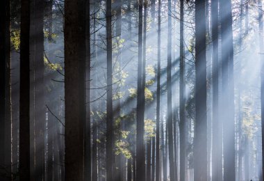 Rays in the Forest. Sun rays passing through the pine forest.