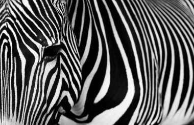 Tipik çizgileri olan bir zebra detayı. Zebra 'nın yakın plan portresi. Siyah beyaz fotoğraf..
