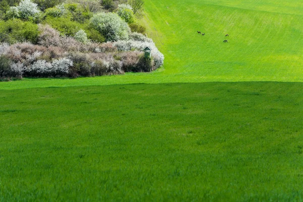 Зеленое Поле Косулей Весной Венгрии Весенний Пейзаж Оленями — стоковое фото