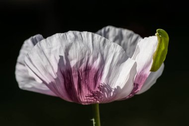 Çiçek açmış ve açılmamış haşhaş çiçekleri. Doğal arka planda bahçe gelinciği (Papaver somniferum).