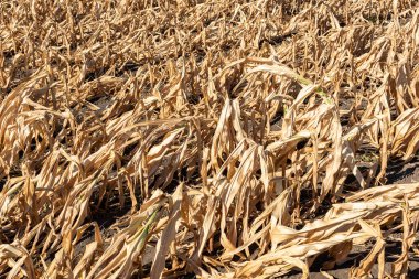 Drought-stricken corn crop in Hungary, EU. Dry corn because of the drought.