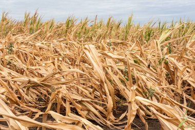 Drought-stricken corn crop in Hungary, EU. Dry corn because of the drought.