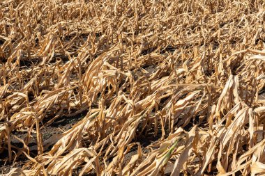 Drought-stricken corn crop in Hungary, EU. Dry corn because of the drought.