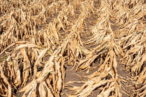 Drought-stricken corn crop in Hungary, EU. Dry corn because of the drought. Dry corn.