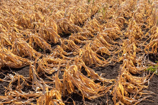 Drought-stricken corn crop in Hungary, EU. Dry corn because of the drought. Dry corn.
