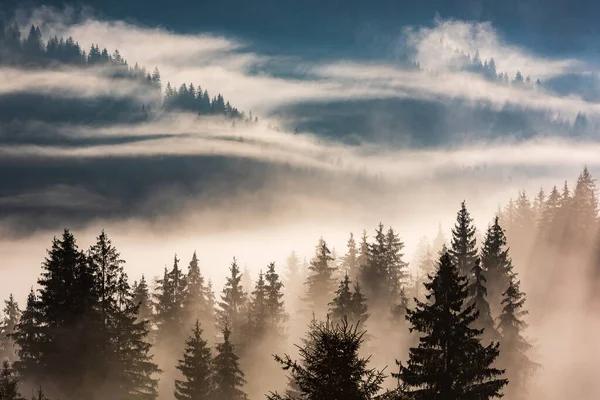 Misty Dawn Landscape Trees Fog Eastern Europe Carpathian Mountains Transylvania — Stock Photo, Image
