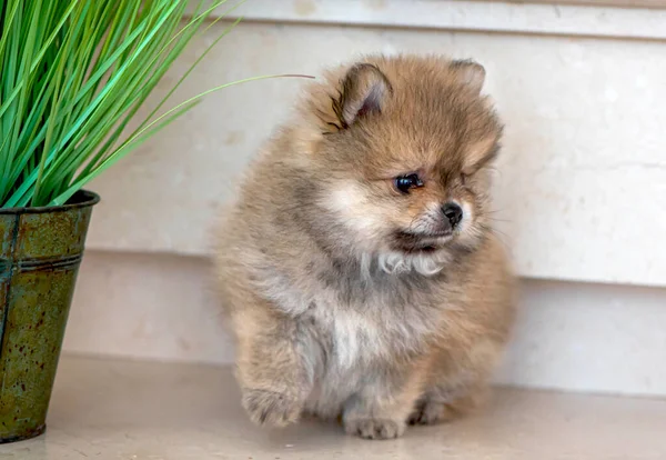 Cucciolo Pomerania Seduto Pavimento Legno — Foto Stock