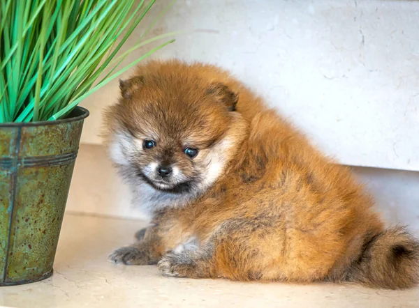 Pomeranian Puppy Sitting Wooden Floor — Stock Photo, Image