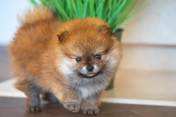 Naranja Pomeranian Cachorro Pie Junto Chimenea Habitación —  Fotos de Stock