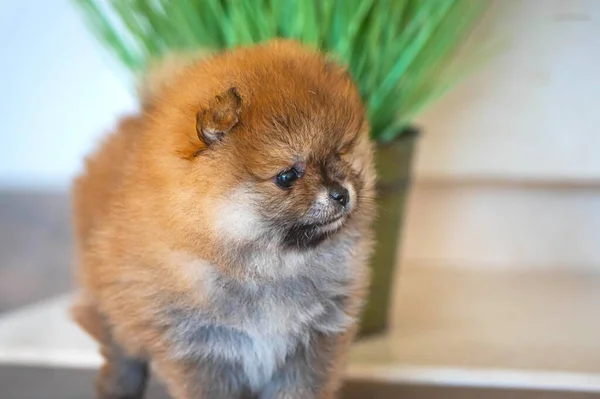 Orange Pomeranian Puppy Standing Fireplace Room — Stock Photo, Image