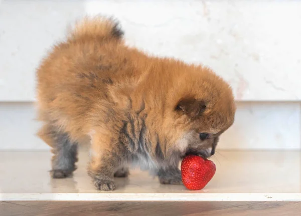 Orange Pomeranian Puppy Played Strawberries Pomeranian Spitz — Stock Photo, Image
