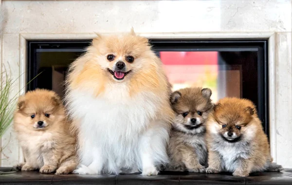 Mom Spitz Her Two Pomeranian Puppies Dog Family — Stock Photo, Image