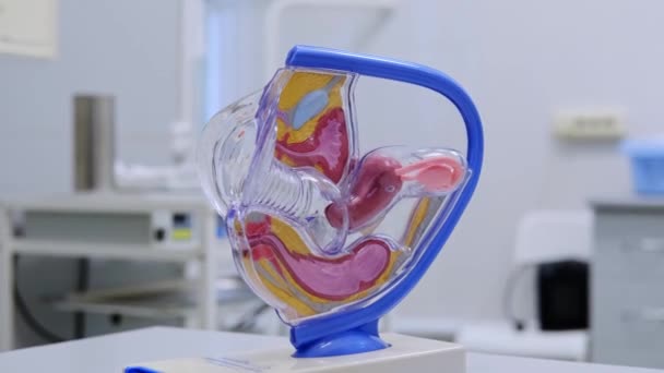Model of the female reproductive system. Gynecology and medicine health care. The internal structure of the body: vagina, uterus, fallopian tubes, ovaries — Stock Video