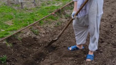 Adam bahçeye patates ekmek için kürekle çukur kazıyor.