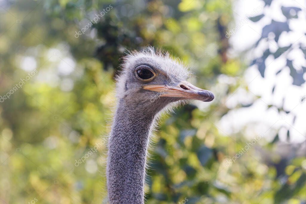 Ostrich bird head and neck portrait in green park, closeup