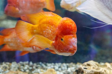 Akvaryumdaki büyük kırmızı balık, yakın plan. Mavi su arkaplanı