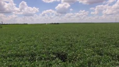 Soybean plantation with moving aerial view