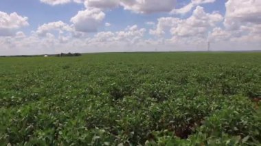 Soybean plantation with moving aerial view