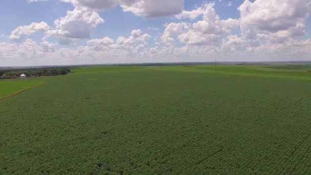 Plantación Soja Con Vista Aérea Móvil — Vídeo de stock