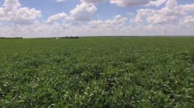 Soybean plantation with moving aerial view