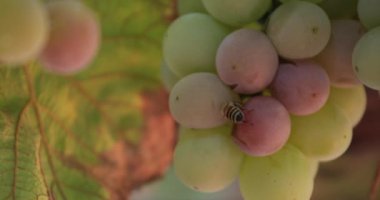 Arı hasat yakınındaki bir üzümden besleniyor seçici odak noktasını kaybetmiş.