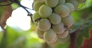 Arı hasat yakınındaki bir üzümden besleniyor seçici odak noktasını kaybetmiş.