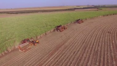 Şeker kamışının üç makine görünümlü tarlası var.