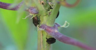 Yapraklardaki tahtakurularının grup seçici odağı odaklanmamış