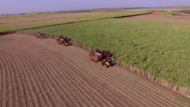 3台のマシンでサトウキビ収穫プランテーションは空中を表示します — ストック動画