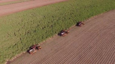 Şeker kamışının üç makine görünümlü tarlası var.