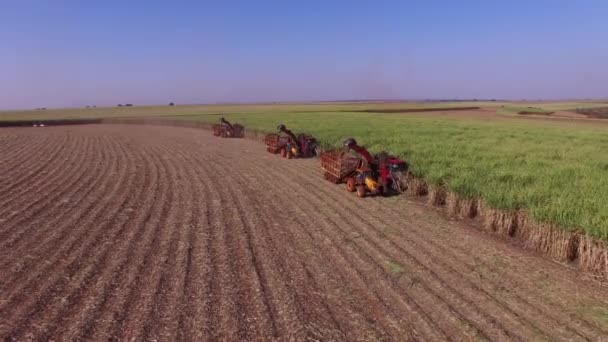 Plantation Hasvest Canne Sucre Avec Trois Machines Vue Aérienne — Video