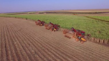 Şeker kamışının üç makine görünümlü tarlası var.