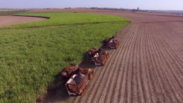 3台のマシンでサトウキビ収穫プランテーションは空中を表示します — ストック動画