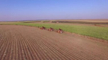 Şeker kamışının üç makine görünümlü tarlası var.